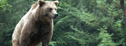 Medvěd hnědý v Pyrenejích ve Francii. Foto: Frédéric Salein Flickr